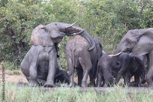 Afrikanischer Elefant / African elephant / Loxodonta africana © Ludwig