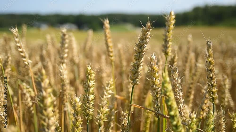 Wheat ears at golden field. Sunny summer day. Harvesting Wheat ears at golden field. Sunny summer day. Harvesting