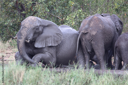 Afrikanischer Elefant   African elephant   Loxodonta africana