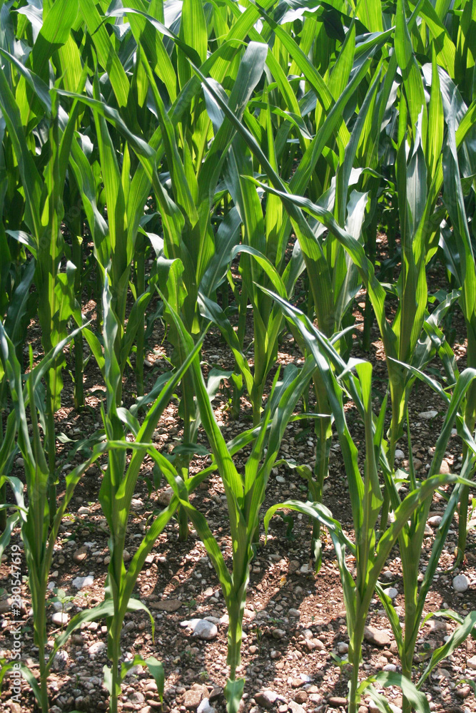 Corn field damaged by drought in Northern Italy. Agricultural field on summer season Corn field damaged by drought in Northern Italy. Agricultural field on summer season