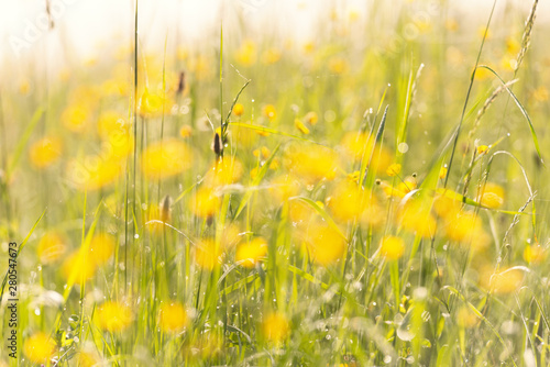background with yellow flowers and green grass