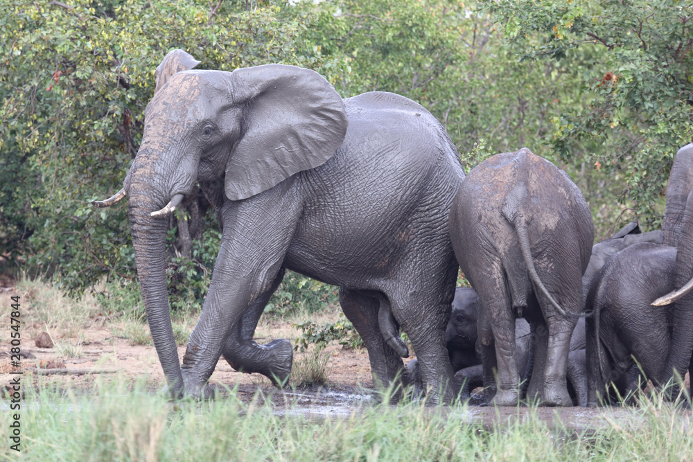 Fototapeta premium Afrikanischer Elefant / African elephant / Loxodonta africana