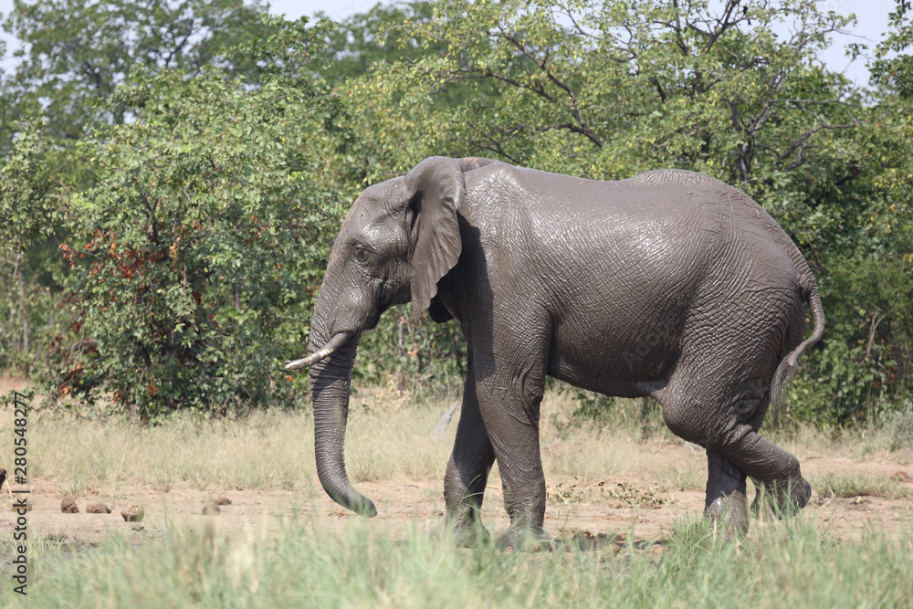Obraz premium Afrikanischer Elefant / African elephant / Loxodonta africana