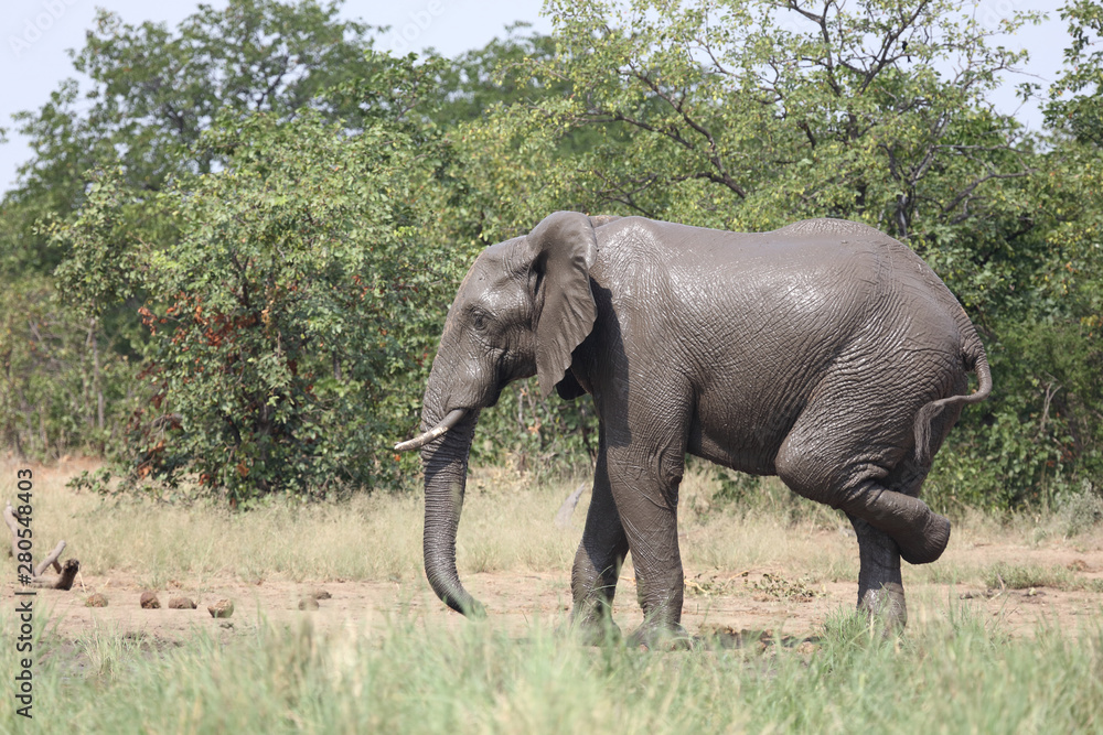 Fototapeta premium Afrikanischer Elefant / African elephant / Loxodonta africana