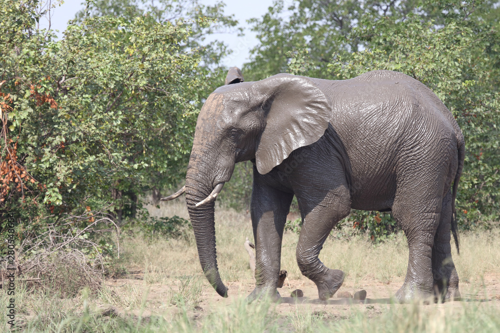 Afrikanischer Elefant / African elephant / Loxodonta africana