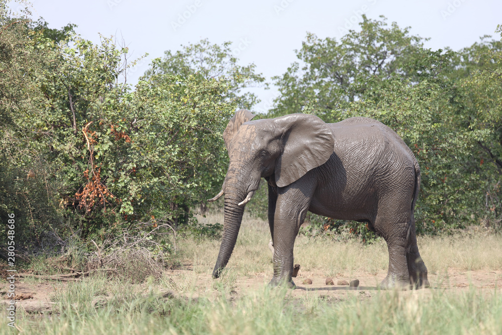 Obraz premium Afrikanischer Elefant / African elephant / Loxodonta africana