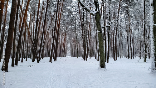Beautiful snow covered wild forest, nature preservation, winter landscape, view © motortion