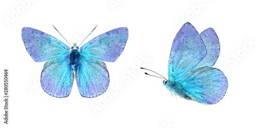 Set - two beautiful blue with purple butterflies isolated on white background. Butterfly with spread wings and in flight.