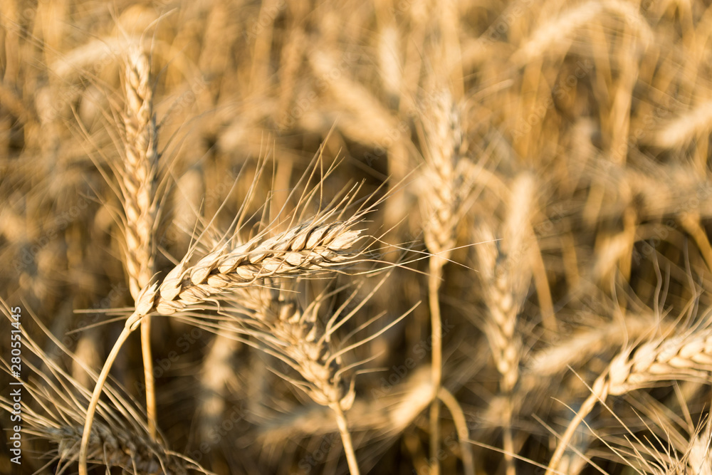 Golden ears of wheat on the field. Autumn mood. Spikes of rye Golden ears of wheat on the field. Autumn mood. Spikes of rye