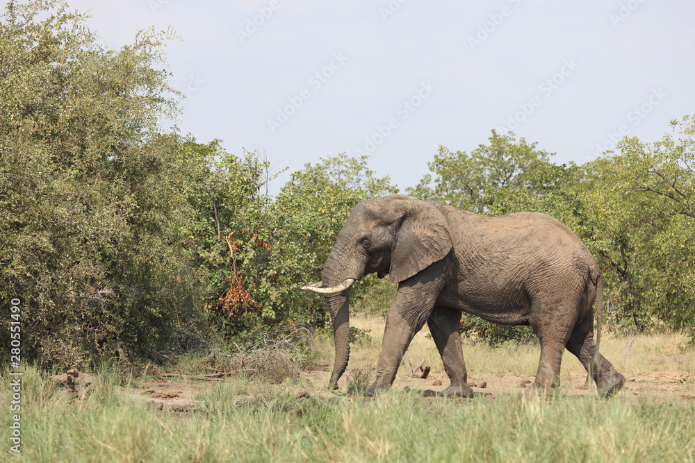 Fototapeta premium Afrikanischer Elefant / African elephant / Loxodonta africana