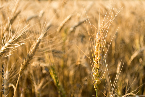 Golden ears of wheat on the field. Autumn mood. Spikes of rye