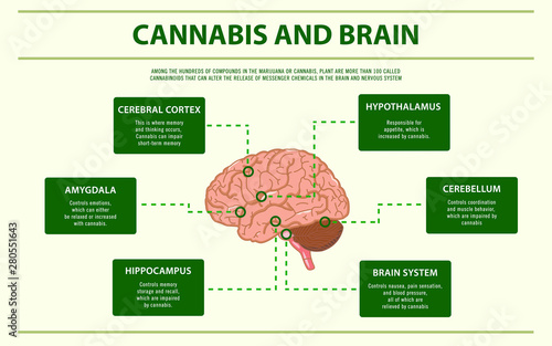 Cannabis and Brain horizontal infographic illustration about cannabis as herbal alternative medicine and chemical therapy, healthcare and medical science vector.