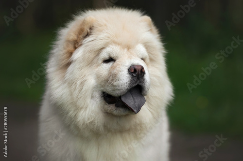 Chow-chow puppy in summer forest