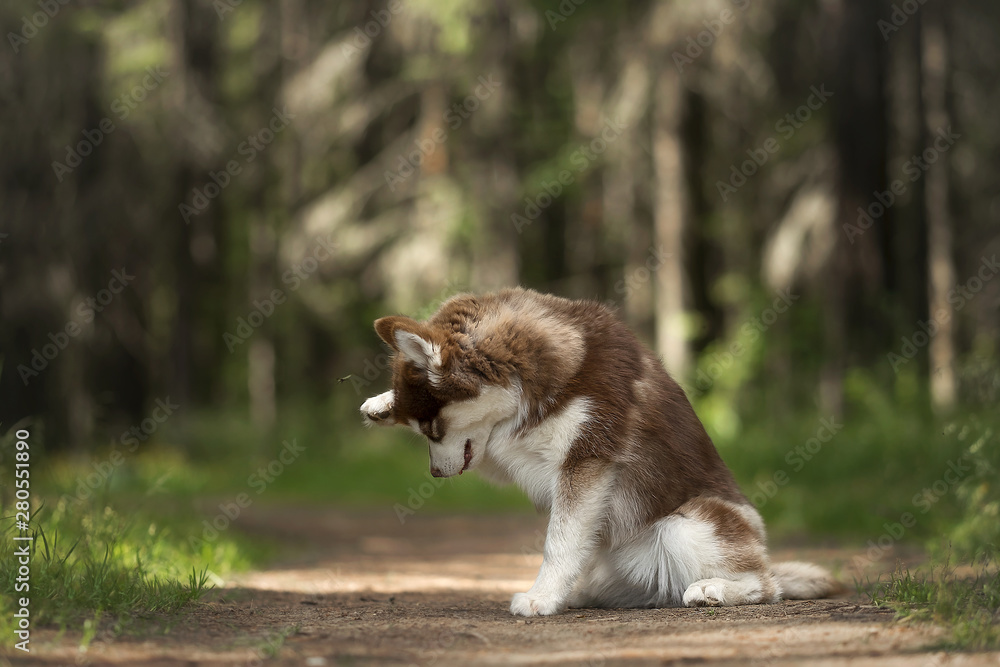 Siberian husky puppy in pine forest