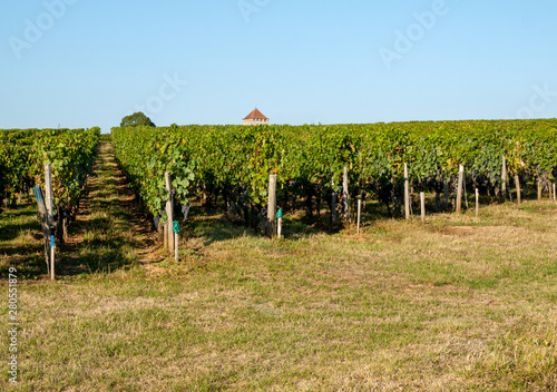 Ripe red Merlot grapes on rows of vines in a vienyard before the wine harvest in Saint Emilion region. France photo