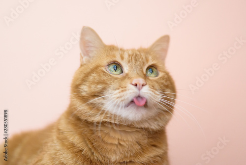 Fototapeta Naklejka Na Ścianę i Meble -  Lovely cat looking somewhere and showing its tongue.
