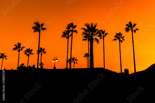 Silhouette of palm trees against the evening sunset. Tinted in orange