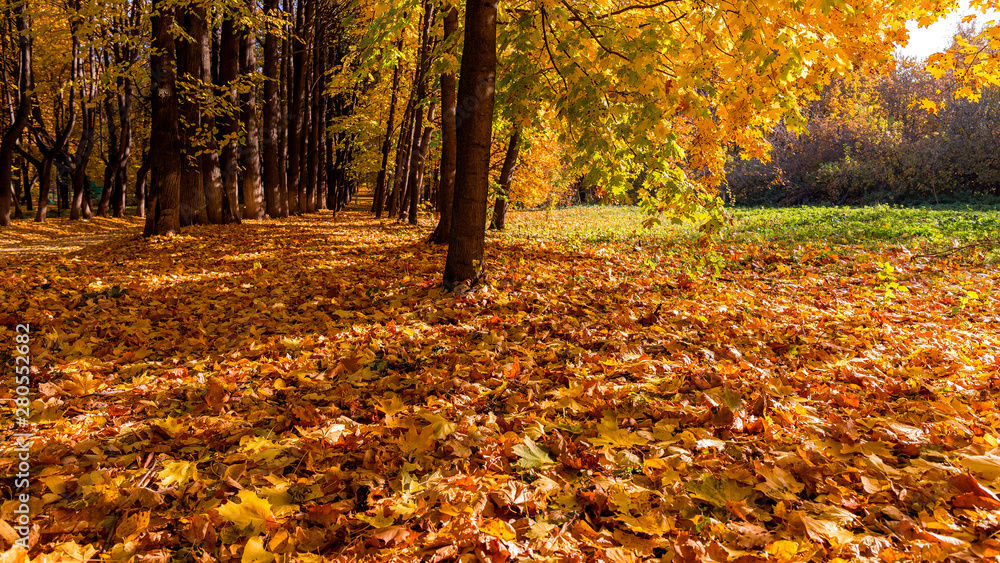 landscape with autumn trees and fallen leaves landscape with autumn trees and fallen leaves