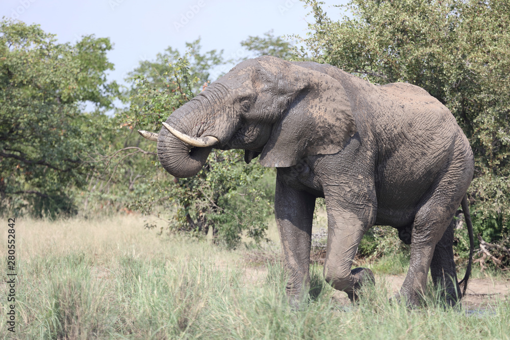 Fototapeta premium Afrikanischer Elefant / African elephant / Loxodonta africana