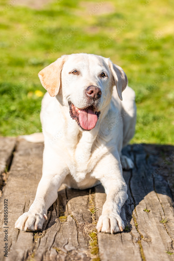 Labrador is lying on wood with grass background