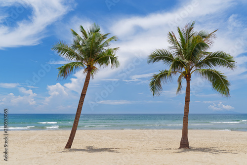 Two palms on a beautiful sandy beach on sunny day