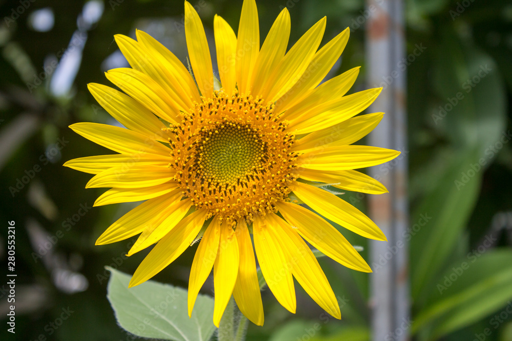 Sunflower Sunflower
