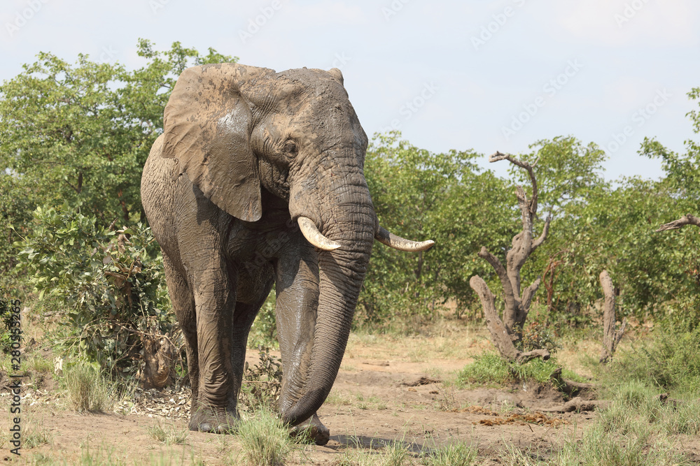 Fototapeta premium Afrikanischer Elefant / African elephant / Loxodonta africana
