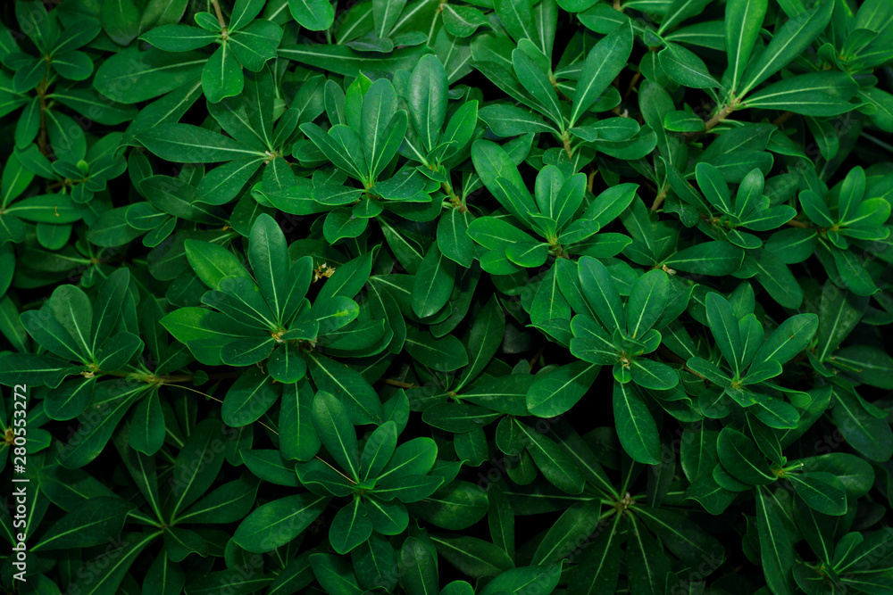 Shrub leaves pattern Shrub leaves pattern