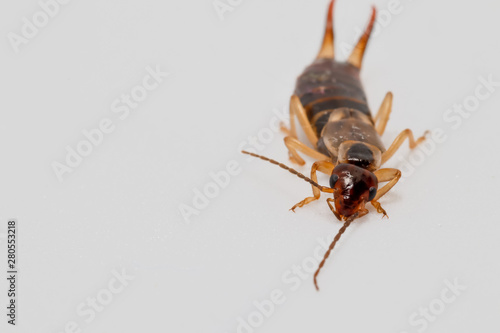earwig insect on a white background macro close up image