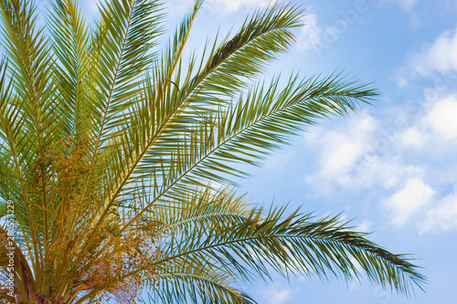 Palm leaves against the bright blue sky