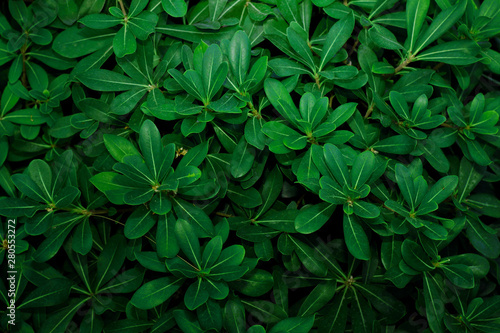 Wallpaper Mural Shrub leaves pattern Torontodigital.ca