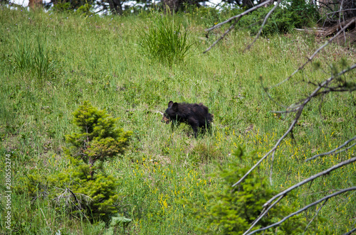 Young black bear cub wandering in Yellowstone National Park  Wyoming  USA