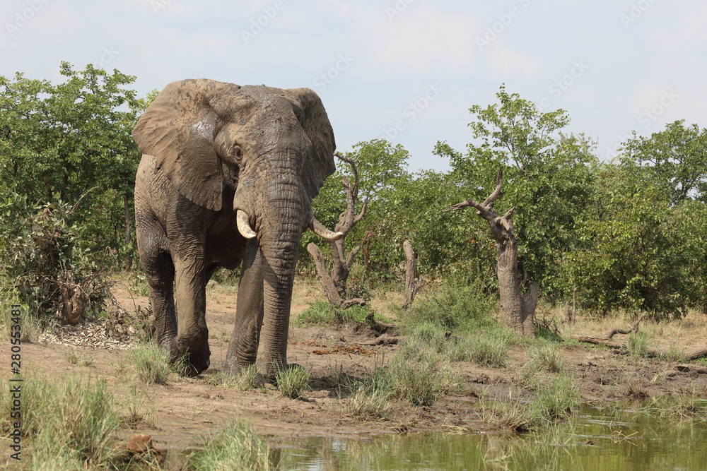 Afrikanischer Elefant / African elephant / Loxodonta africana