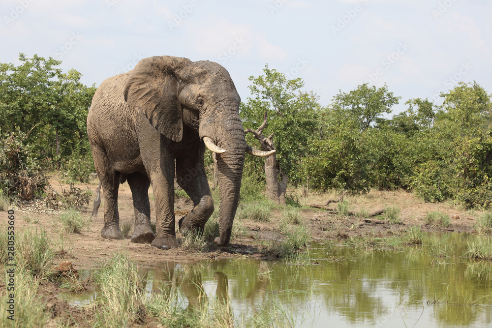 Fototapeta premium Afrikanischer Elefant / African elephant / Loxodonta africana