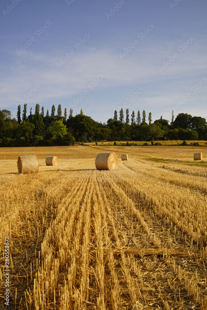 Fototapeta premium Paysage Campagne 526