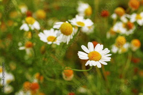 Closeup of a field of daisy flowers.