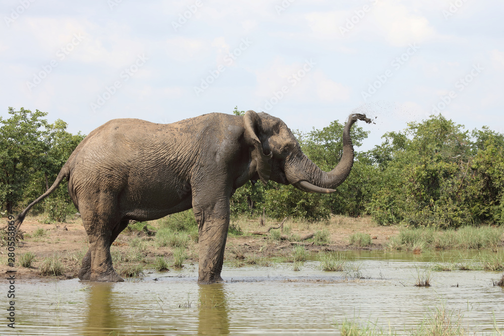Fototapeta premium Afrikanischer Elefant / African elephant / Loxodonta africana