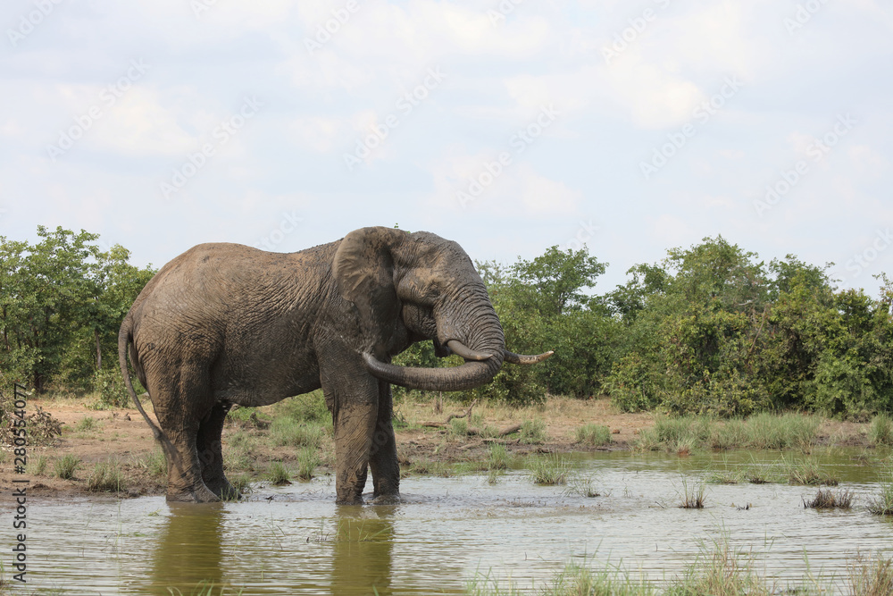 Fototapeta premium Afrikanischer Elefant / African elephant / Loxodonta africana