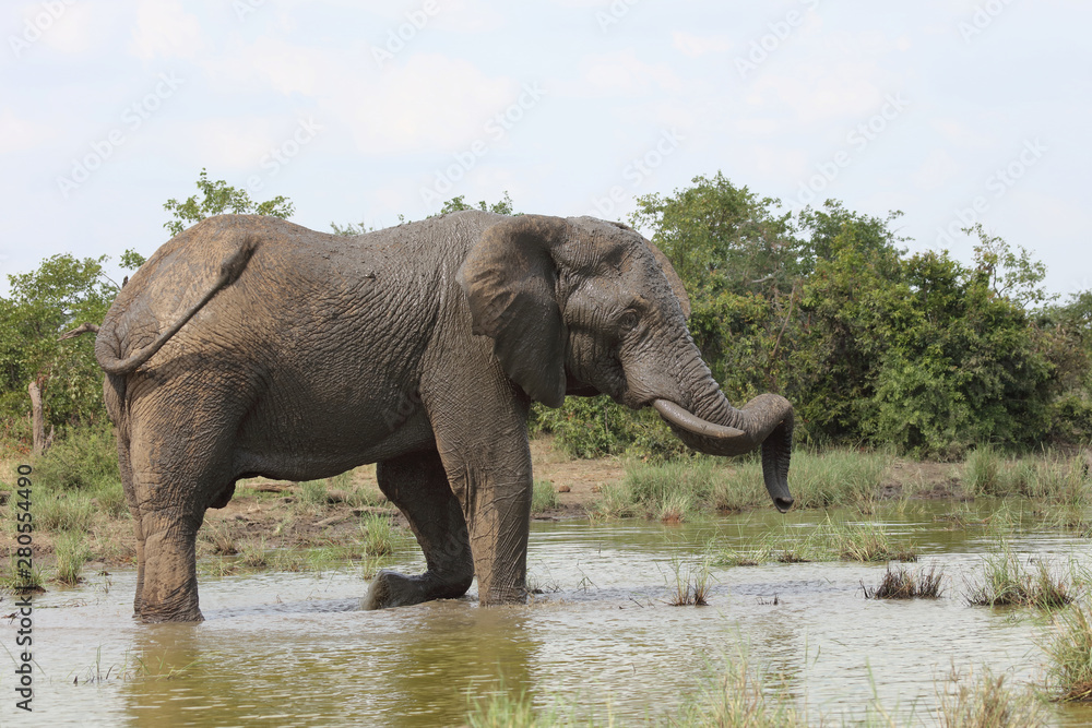 Obraz premium Afrikanischer Elefant / African elephant / Loxodonta africana