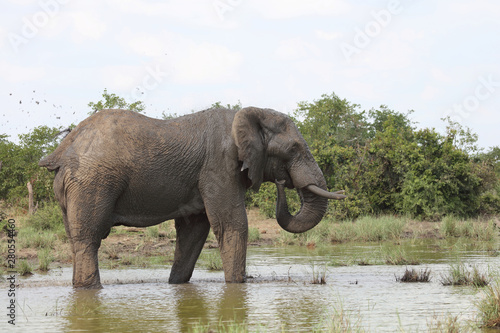 Afrikanischer Elefant   African elephant   Loxodonta africana