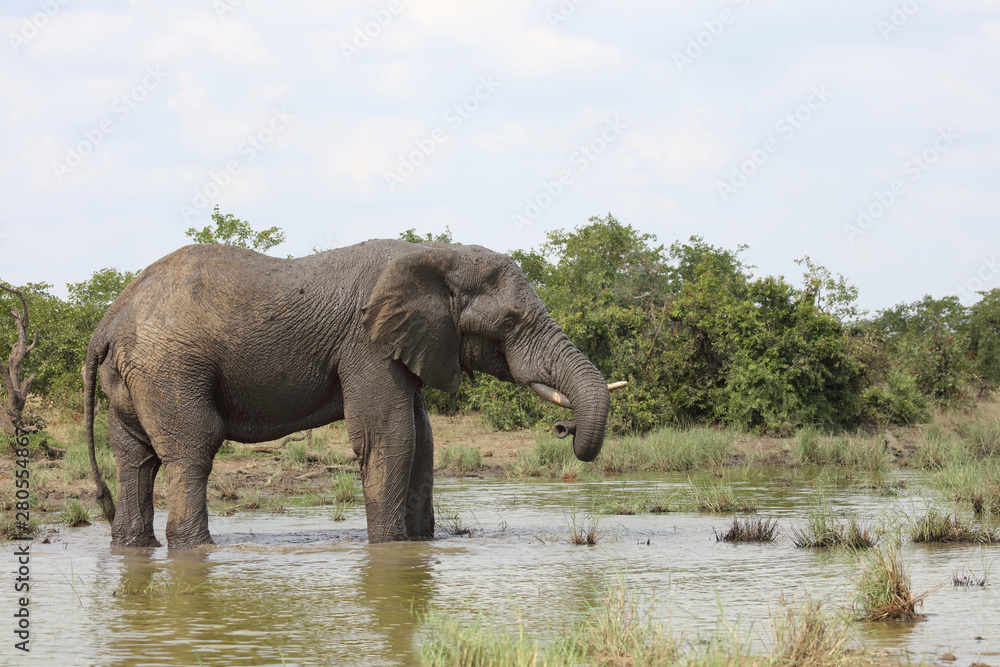 Fototapeta premium Afrikanischer Elefant / African elephant / Loxodonta africana