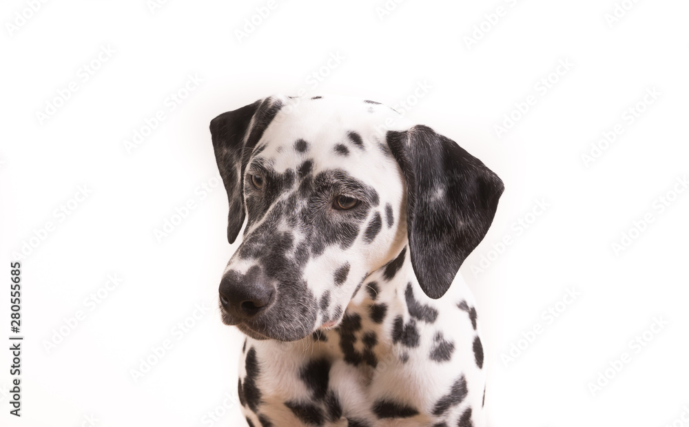 One Headshot of young dotted Dalmatian puppy