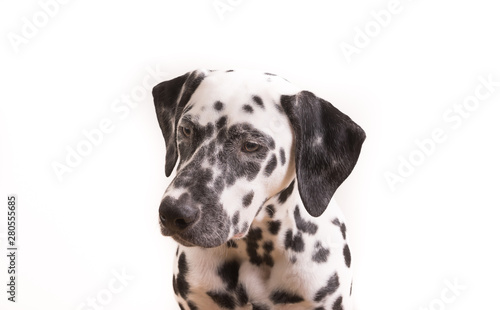 One Headshot of young dotted Dalmatian puppy