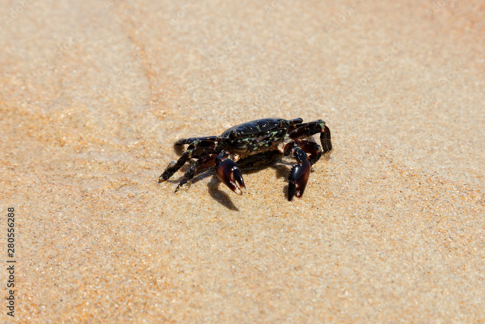 Crab on the beach in spain	
