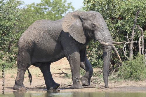 Afrikanischer Elefant / African elephant / Loxodonta africana