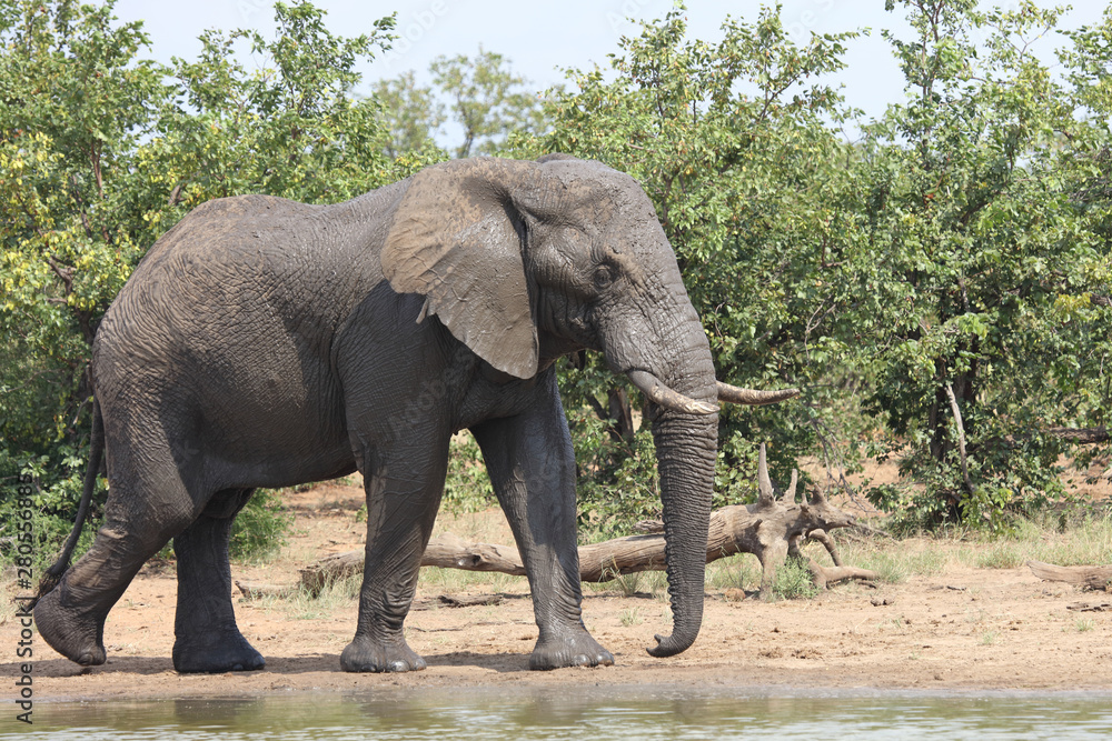 Afrikanischer Elefant / African elephant / Loxodonta africana