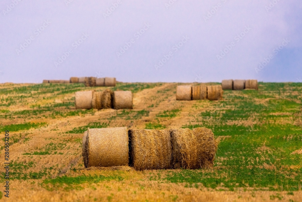 Rolled haystack on agriculture field landscape. Haystack farmland field panorama. Harvest in haystack agriculture farm