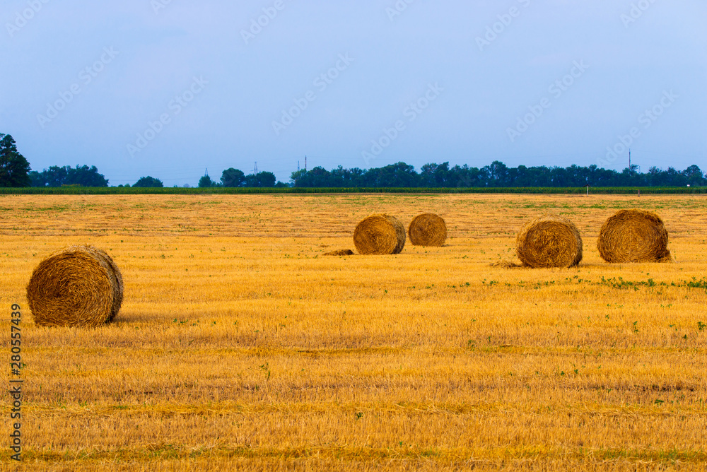 Rolled haystack on agriculture field landscape. Haystack farmland field panorama. Harvest in haystack agriculture farm