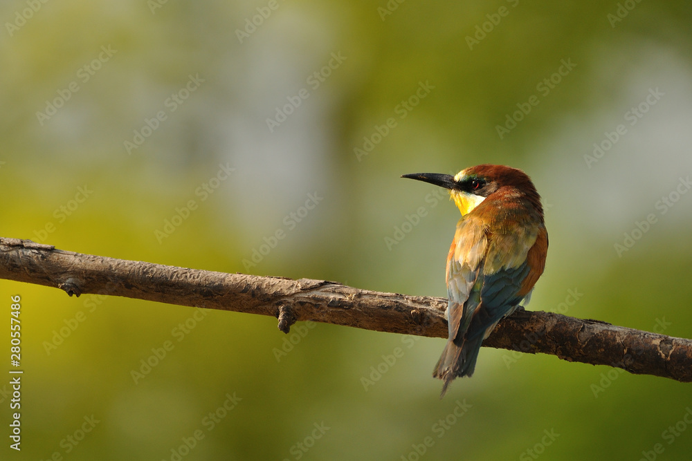 European bee-eater (Merops apiaster) in natural habitat European bee-eater (Merops apiaster) in natural habitat