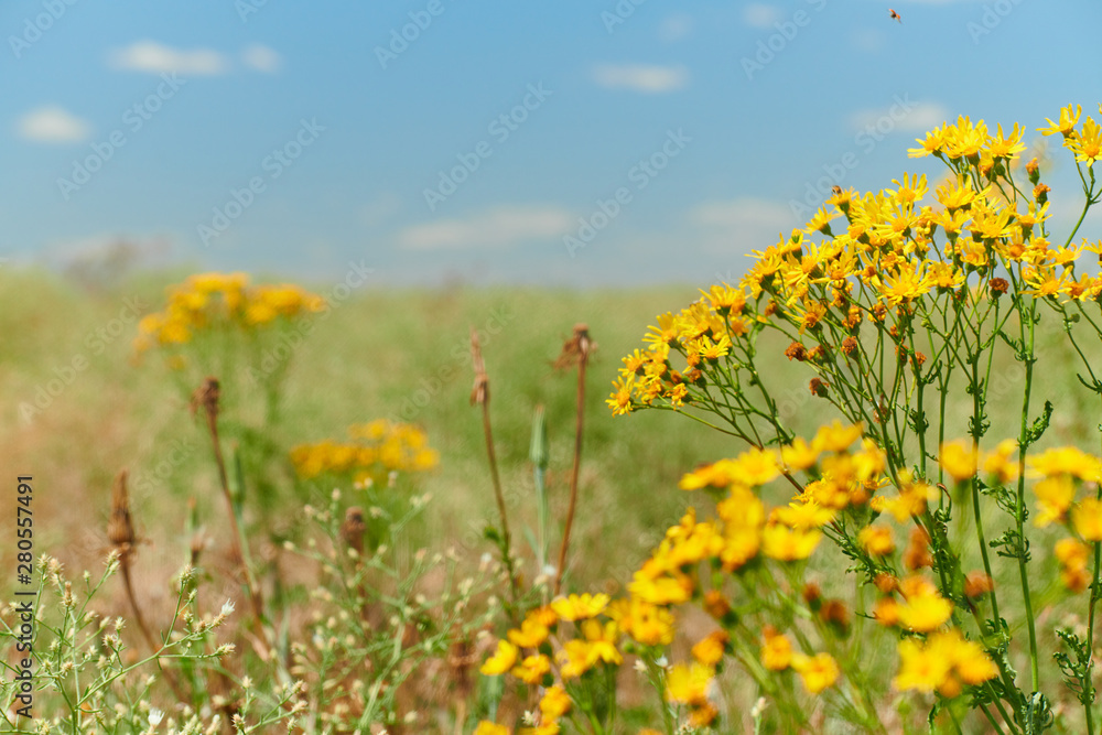 Fototapeta Dzika trawa z żółtymi kwiatami - piękny letni krajobraz